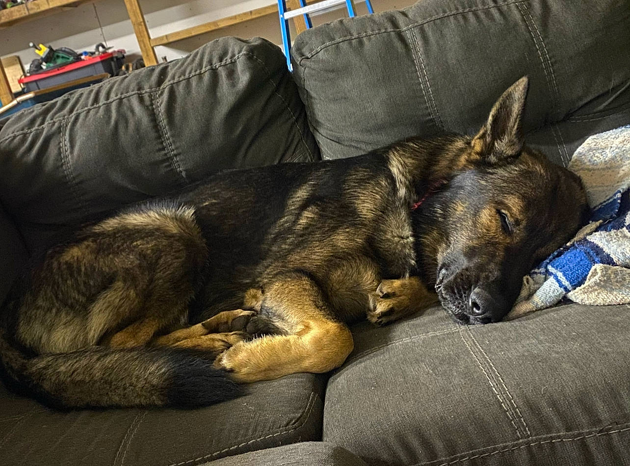 Gunny is registered to the contest to win money with this photo: canidae, carnivore, comfort, companion_dog, couch, dog, dog_breed, east_european_shepherd, fur, german_shepherd_dog, guard_dog, herding_dog, nap, picture_frame, sitting, snout, sporting_group, terrestrial_animal, working_animal, working_dog