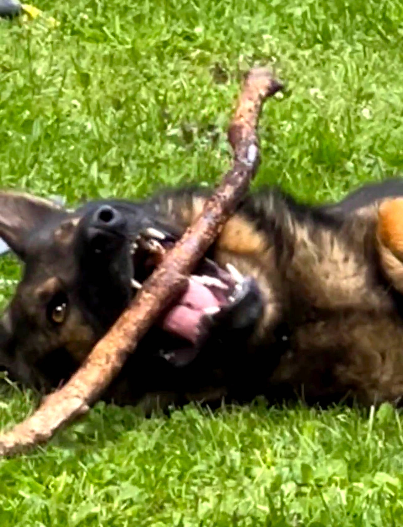 Gunny joined the competition — help win amazing prizes! canidae, carnivore, cat, companion_dog, dog, dog_breed, domestic_short_haired_cat, fawn, felidae, grass, mammal, plant, reptile, small_to_medium_sized_cats, snout, sporting_group, tail, terrestrial_animal, vertebrate, working_animal