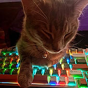Silverbelle joined the competition — help win amazing prizes! cat, tabby, keyboard, rgb_lighting, colorful, pet, whiskers, paw, bell, keycap, computer_keyboard, close_up, indoor, cozy, sleeping, feline, accessory, technology, backlit, desktop