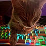 cat, tabby, keyboard, rgb_lighting, colorful, pet, whiskers, paw, bell, keycap, computer_keyboard, close_up, indoor, cozy, sleeping, feline, accessory, technology, backlit, desktop