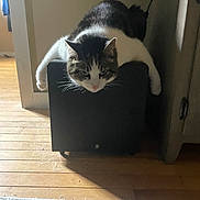 Calvin joined the competition — help win amazing prizes! cat, tabby_cat, pet, feline, indoor, hardwood_floor, rug, speaker, subwoofer, whiskers, paws, lounging, relaxed, doorway, shadow, sunlight, curious, close_up, furniture, home