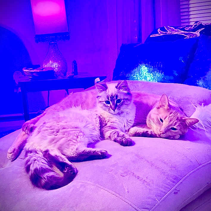 Garak And Luna is registered to the contest to win money with this photo: cat, cats, couch, cozy, curtains, domestic, fluffy, furniture, home, indoor, lamp, pet, pillow, purple_light, relaxing, resting, sleepy, soft_lighting, two_animals, window_blinds
