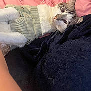 Max joined the competition — help win amazing prizes! animal, bed, black_blanket, blanket, cat, closeup, cozy, cute, domestic_cat, fur, indoor, knitted, lying_down, pet, pink, relaxed, sleepy, soft_lighting, sweater, whiskers