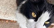 Leo joined the competition — help win amazing prizes! cat, black_and_white, yellow_eyes, whiskers, close_up, outdoor, curious, feline, pet, animal, texture, brick_wall, face, looking_up, sidewalk, fur, portrait, nature, mammal, domestic