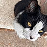cat, black_and_white, yellow_eyes, whiskers, close_up, outdoor, curious, feline, pet, animal, texture, brick_wall, face, looking_up, sidewalk, fur, portrait, nature, mammal, domestic