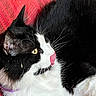 Leo is registered to the contest to win money with this photo: cat, black_and_white, tongue_out, whiskers, yellow_eye, fur, pet, animal, close_up, lying_down, red_background, texture, playful, indoor, collar, curious, mammal, cute, feline, resting