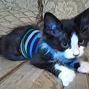 Leo is registered to the contest to win money with this photo: kitten, cat, black_and_white, striped_sweater, pet, indoor, couch, furniture, curious, small_animal, fur, whiskers, paw, resting, close_up, domestic_animal, cute, young, animal_clothing, home