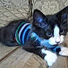 kitten, cat, black_and_white, striped_sweater, pet, indoor, couch, furniture, curious, small_animal, fur, whiskers, paw, resting, close_up, domestic_animal, cute, young, animal_clothing, home