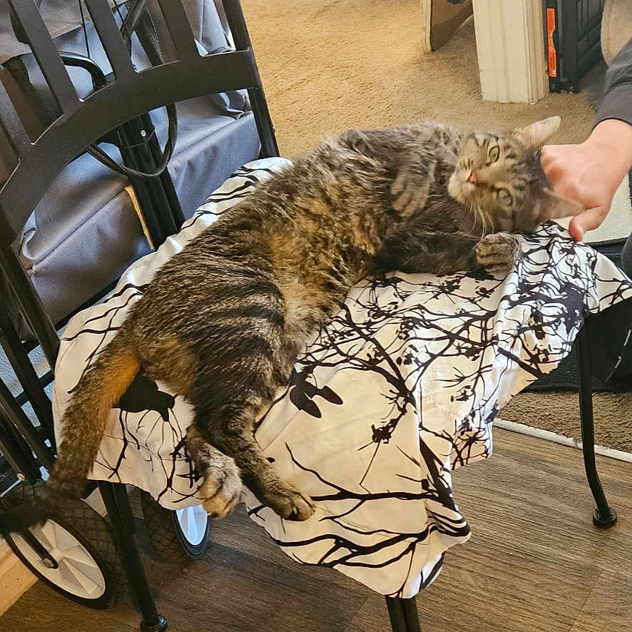 Triscuit joined the competition — help win amazing prizes! animal, carpet, cat, chair, comfort, cozy, domestic, furniture, hand, household_items, indoor, patterned_cloth, pet, petting, relaxed, resting, striped_cat, tabby, tabby_cat, wooden_floor