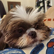 Bao Bao is registered to the contest to win money with this photo: dog, close_up, fluffy, brown, white, resting, cushion, indoor, pet, cute, animal, portrait, sleepy, face, furry, domestic_animal, cozy, soft, relaxed, companion