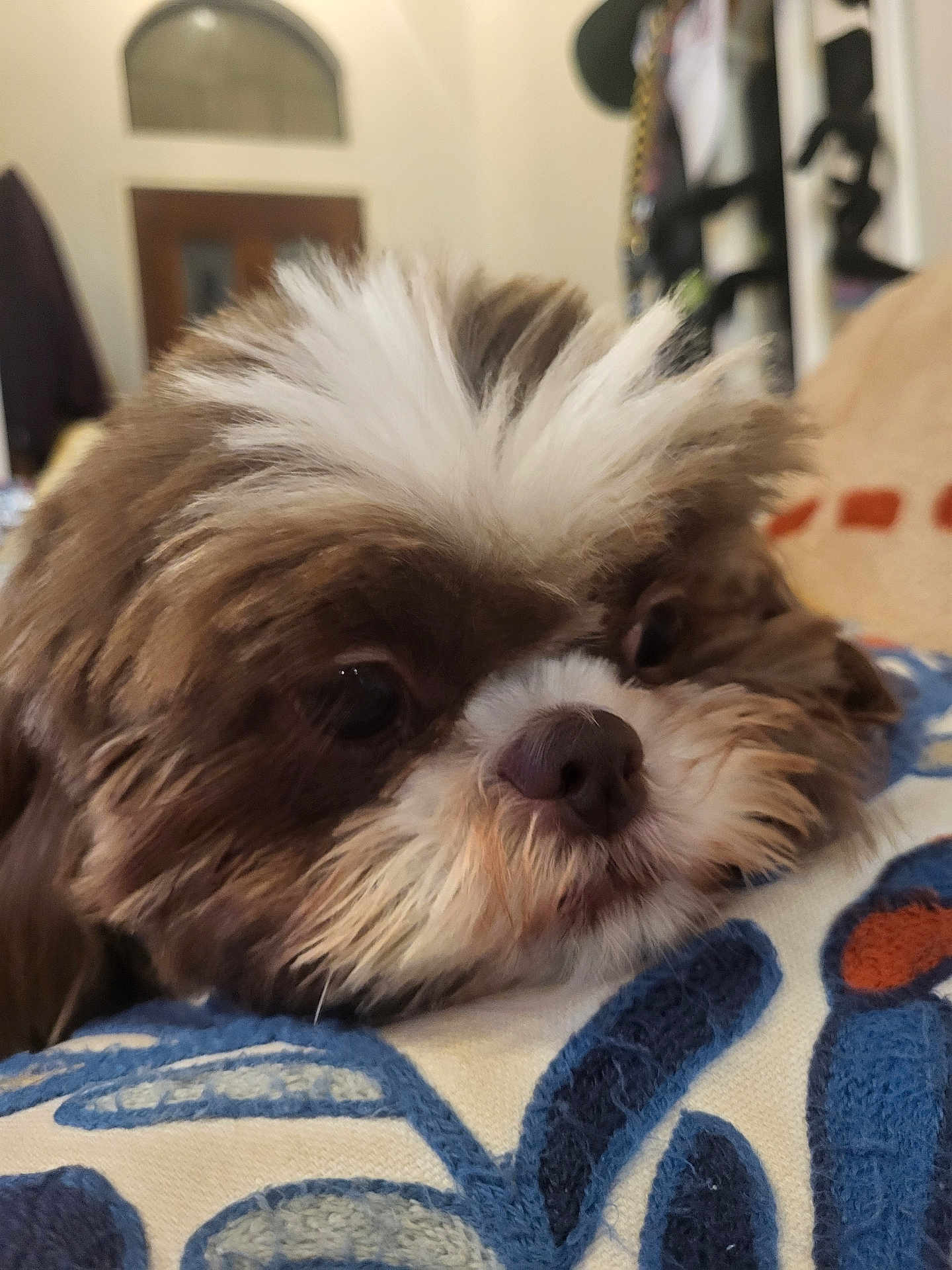 Bao Bao is registered to the contest to win money with this photo: dog, close_up, fluffy, brown, white, resting, cushion, indoor, pet, cute, animal, portrait, sleepy, face, furry, domestic_animal, cozy, soft, relaxed, companion