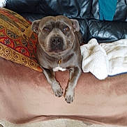 China Blue is registered to the contest to win money with this photo: animal, blanket, brown_dog, carpet, collar, comfort, couch, dog, ears, front_legs, fur, furniture, home, indoor, looking, pet, pillow, relaxed, resting, snout