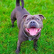 Bowser joined the competition — help win amazing prizes! active, animal, canine, chain_collar, collar, cute, daylight, dog, friendly, fur, grass, gray_dog, green_grass, happy, mammal, outdoor, pet, playful, smiling, tongue_out