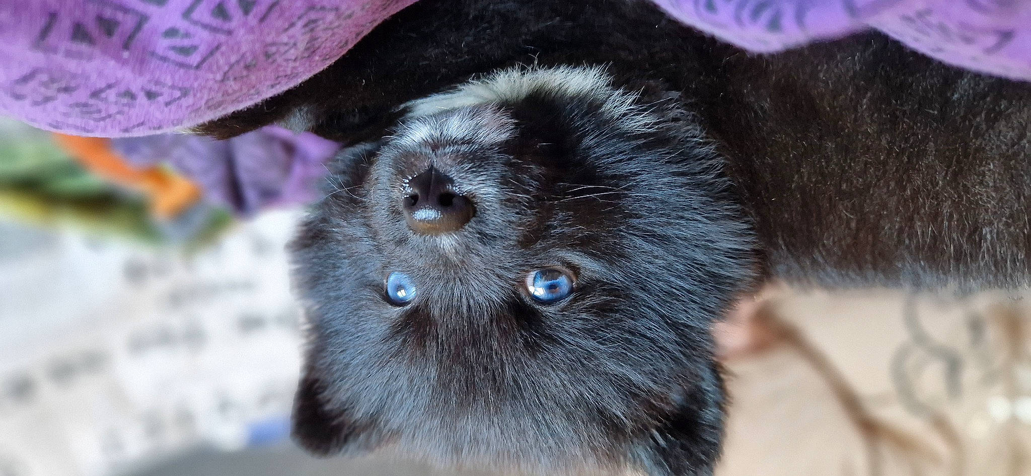 Juno joined the competition — help win amazing prizes! carnivore, close_up, dog_breed, electric_blue, fur, liver, marine_mammal, organism, paw, snout, terrestrial_animal, whiskers, wildlife