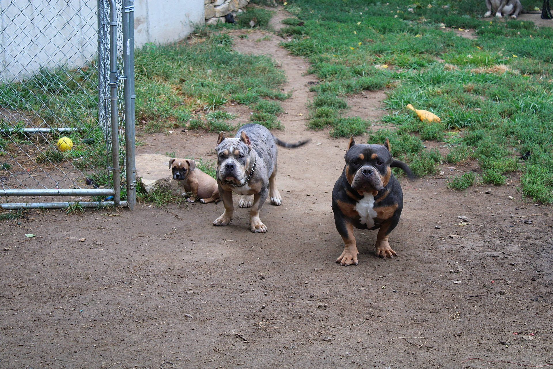 D-boy is registered to the contest to win money with this photo: asphalt, canidae, carnivore, dog_breed, domestic_pig, fawn, fence, grass, landscape, livestock, mesh, plant, road_surface, snout, soil, sporting_group, suidae, terrestrial_animal, wire_fencing, working_animal