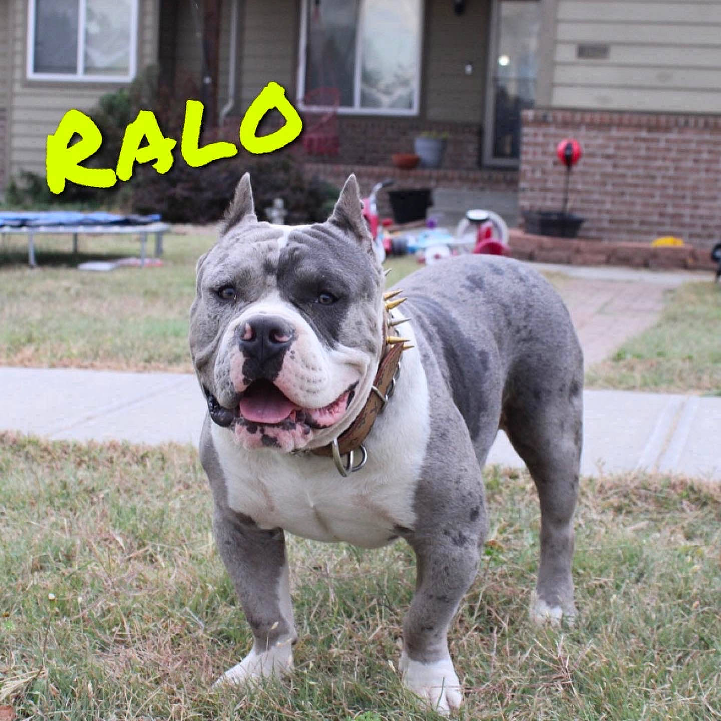 Ralo joined the competition — help win amazing prizes! ancient_dog_breeds, bulldog, canidae, carnivore, collar, companion_dog, dog, dog_breed, dog_collar, grass, leash, molosser, plant, window, working_animal, working_dog