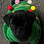 Galaxy is registered to the contest to win money with this photo: animal, black_dog, carpet, companion, cozy, cute, dog, domestic, festive, floor, green_sweater, indoor, knitwear, looking_up, pet, pink_slipper, pom_poms, puppy, slipper, small_dog