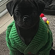 Galaxy joined the competition — help win amazing prizes! adorable, animal, black_pug, carpet, clothing, cozy, cute, dog, floor, green_sweater, indoor, looking, pet, pink_slipper, portrait, puppy, shoes, sliding_door, small, young