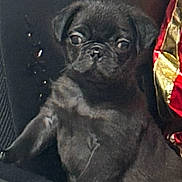 Galaxy joined the competition — help win amazing prizes! dog, puppy, black_dog, pug, pet, animal, cute, sitting, indoor, small_dog, fur, canine, looking, young, face, expression, domestic_animal, companion, portrait, curious