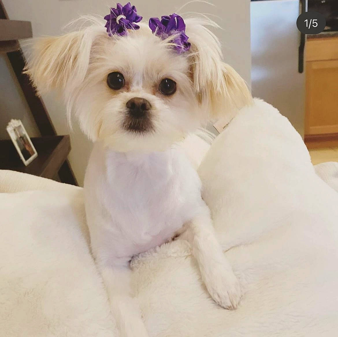 Jazzie is registered to the contest to win money with this photo: cabinetry, canidae, carnivore, companion_dog, dog, dog_breed, dog_collar, dog_supply, fashion_accessory, fawn, fur, home_appliance, maltepoo, pet_supply, small_terrier, snout, sporting_group, terrier, toy_dog, working_animal