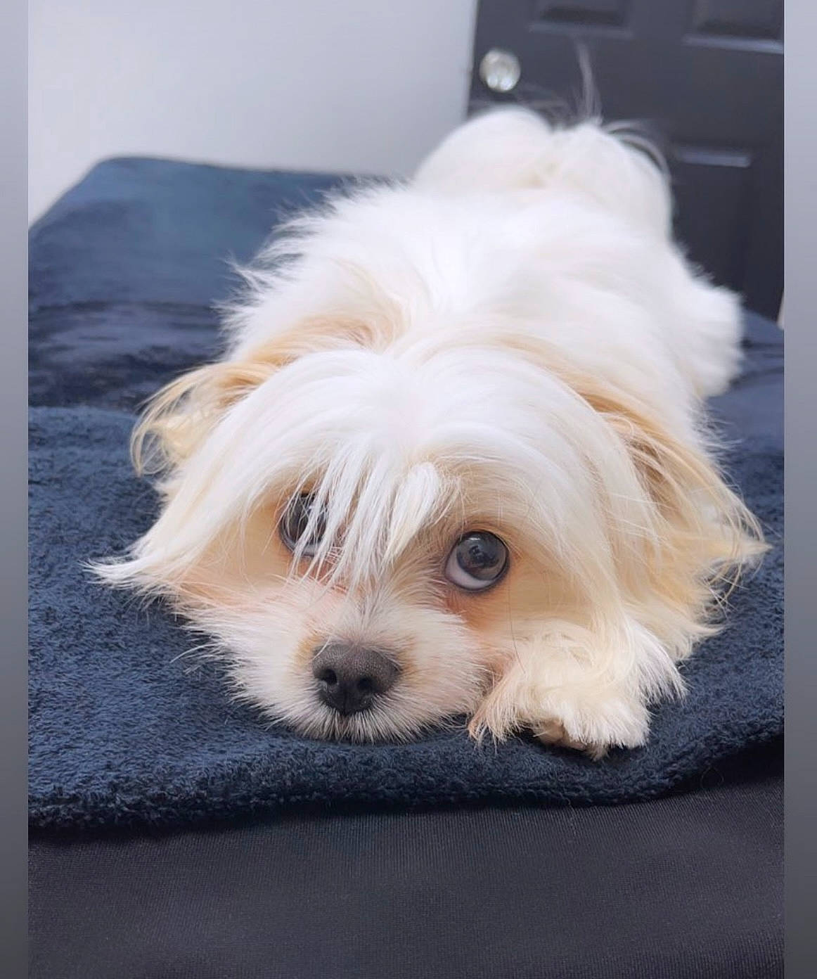 Jazzie joined the competition — help win amazing prizes! biewer_terrier, canidae, carnivore, companion_dog, dog, dog_breed, dog_supply, eye, fawn, fur, hair, head, maltepoo, small_terrier, snout, sporting_group, terrier, toy_dog, windscreen_wiper, working_animal