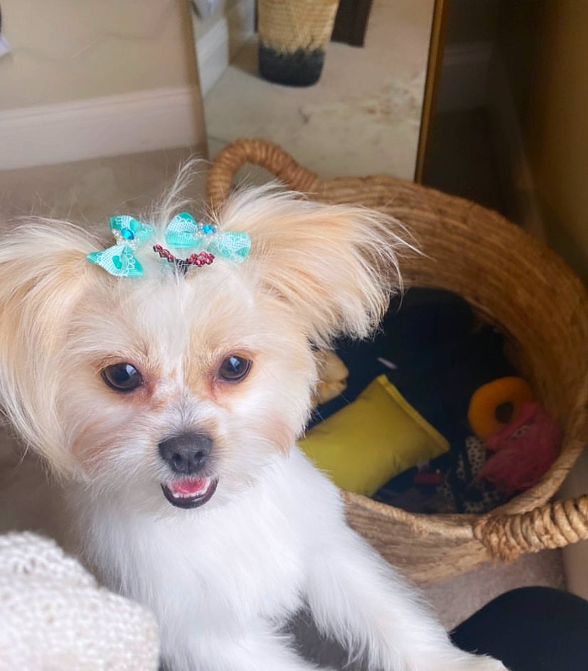 Jazzie joined the competition — help win amazing prizes! canidae, carnivore, collar, companion_dog, dog, dog_breed, dog_supply, fashion_accessory, fawn, fur, hair, head, pet_supply, small_terrier, snout, sporting_group, terrier, toy_dog, wood, working_animal