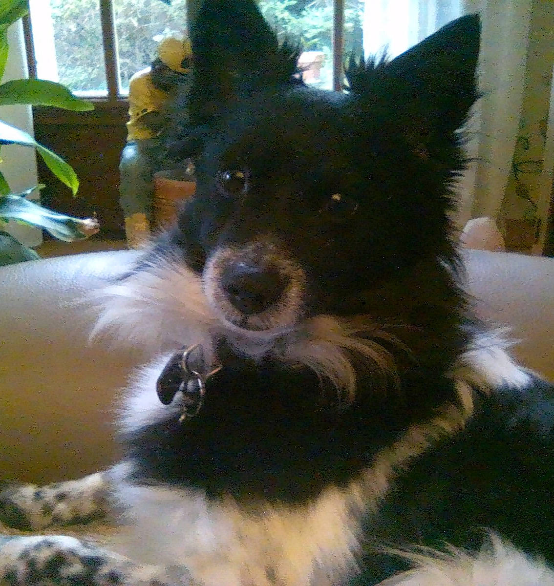 Nelson a rejoint le concours — aidez-le/la à gagner de superbes lots ! ancient_dog_breeds, canidae, carnivore, companion_dog, dog, dog_breed, fur, giant_dog_breed, herding_dog, houseplant, non_sporting_group, plant, snout, sporting_group, tail, whiskers, window, working_animal, working_dog