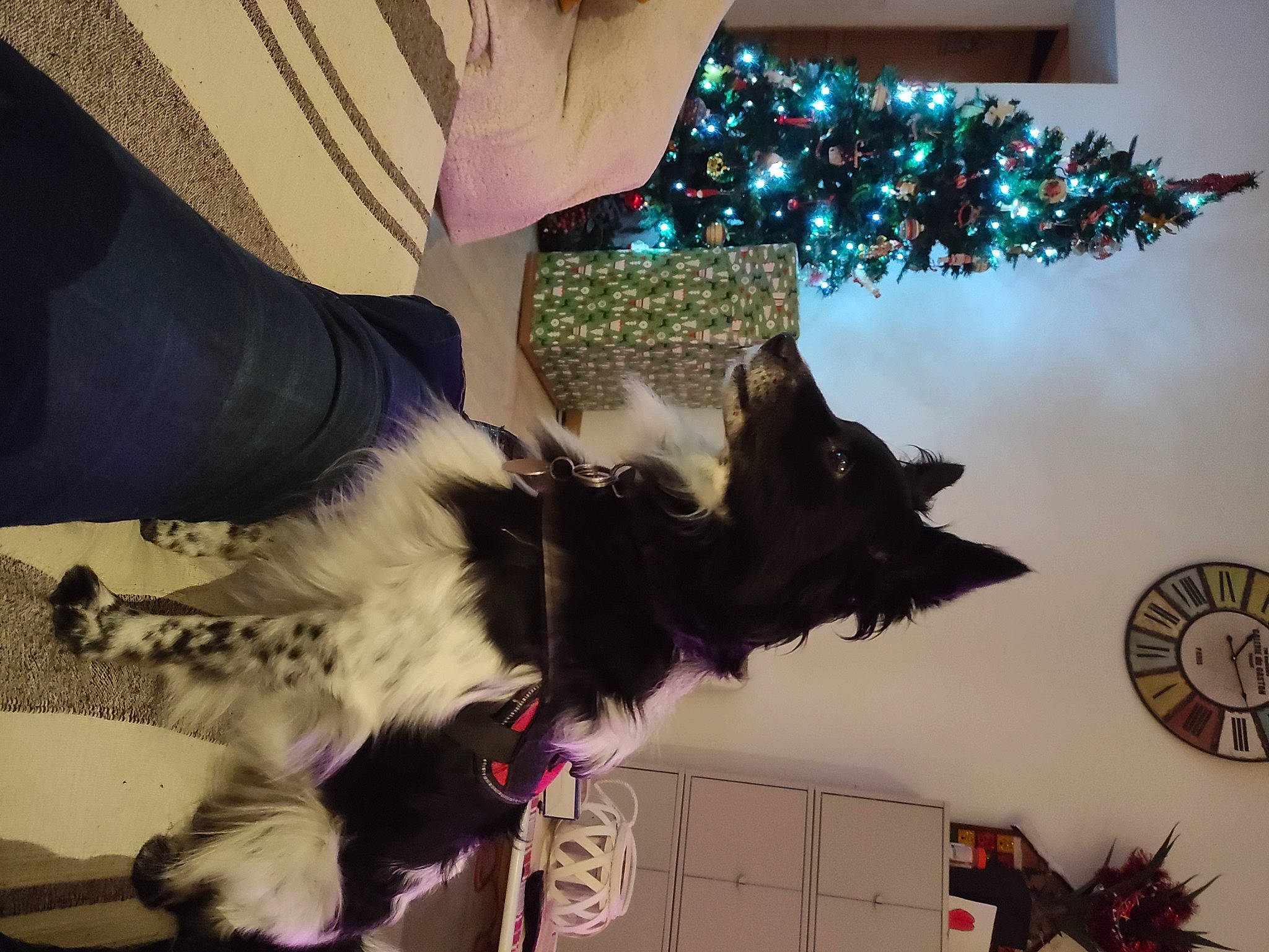 Nelson a rejoint le concours — aidez-le/la à gagner de superbes lots ! canidae, carnivore, christmas_decoration, christmas_ornament, christmas_tree, companion_dog, conifer, dog_breed, event, felidae, fur, holiday, holiday_ornament, ornament, plant, small_to_medium_sized_cats, sporting_group, tail, tree, whiskers