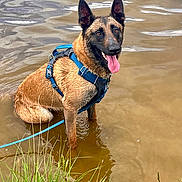 Snype participe au concours pour gagner de l'argent avec cette photo : animal, belgian_malinois, blue_harness, canine, dog, grass, happy_dog, harness, leash, muddy_water, nature, outdoor, pet, playful, shallow_water, sitting, summer, tongue_out, water, wet_fur