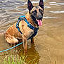 animal, belgian_malinois, blue_harness, canine, dog, grass, happy_dog, harness, leash, muddy_water, nature, outdoor, pet, playful, shallow_water, sitting, summer, tongue_out, water, wet_fur