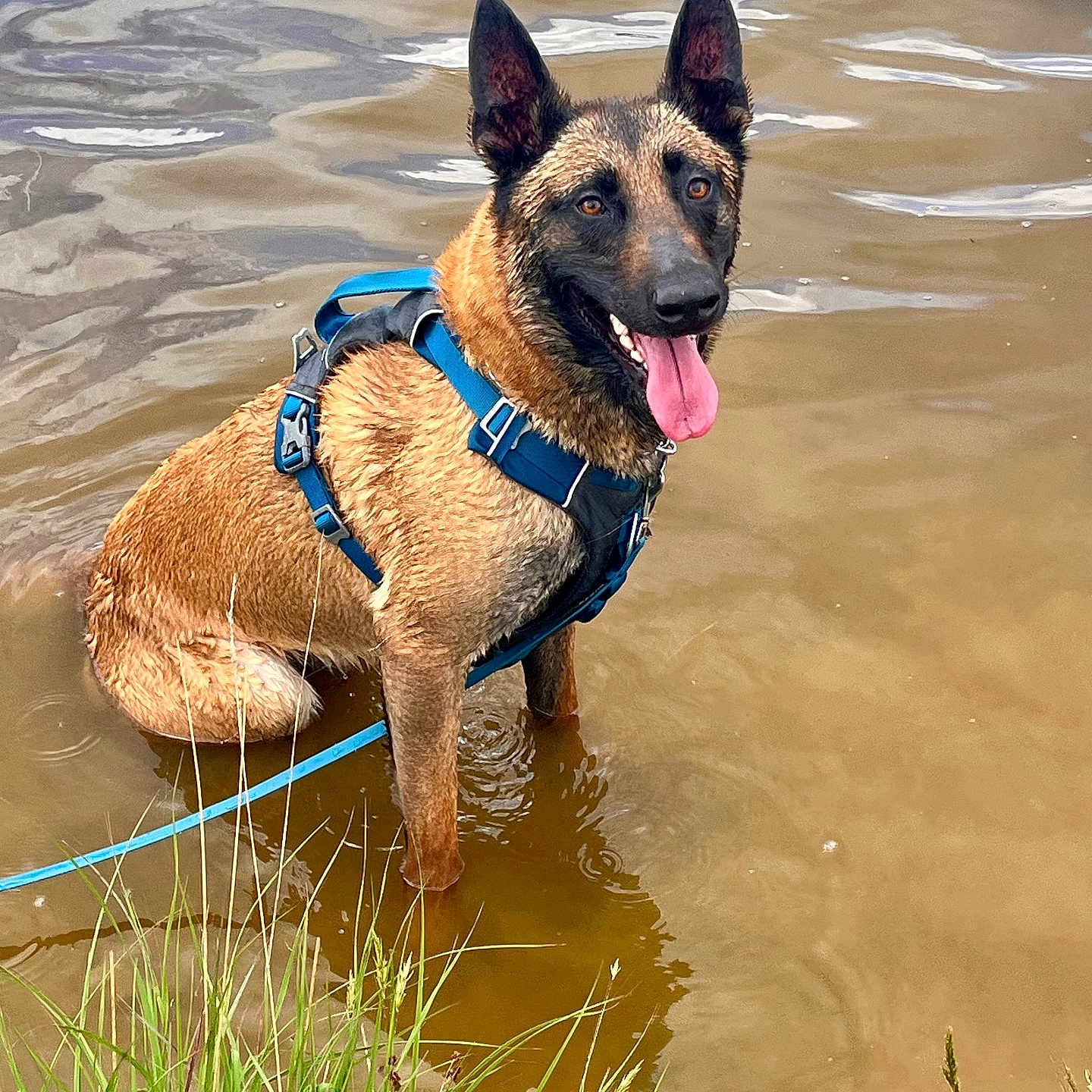 Snype participe au concours pour gagner de l'argent avec cette photo : animal, belgian_malinois, blue_harness, canine, dog, grass, happy_dog, harness, leash, muddy_water, nature, outdoor, pet, playful, shallow_water, sitting, summer, tongue_out, water, wet_fur