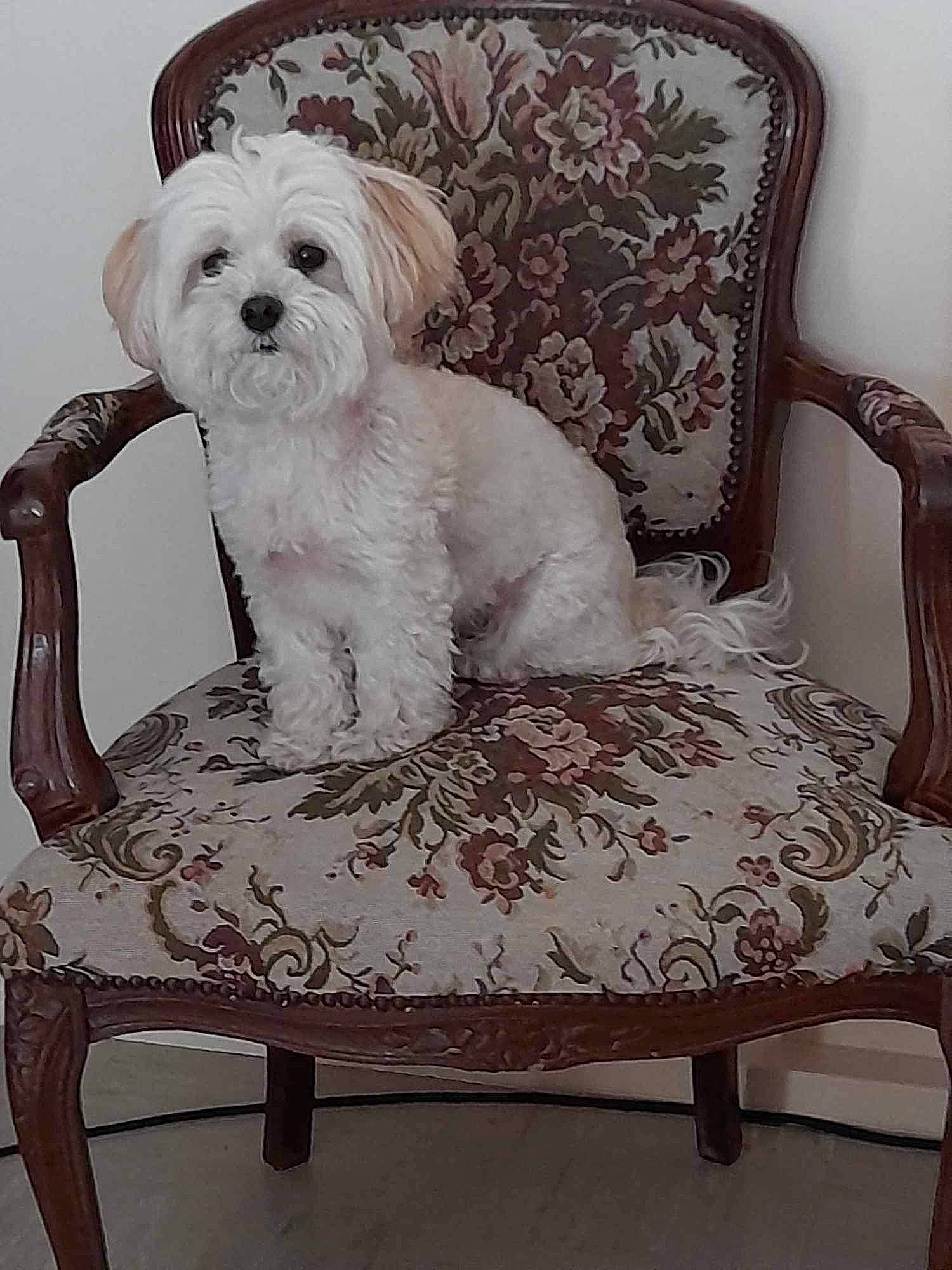 Nino a rejoint le concours — aidez-le/la à gagner de superbes lots ! beauty, carnivore, chair, club_chair, comfort, companion_dog, couch, creative_arts, dog, dog_breed, dog_supply, furniture, pattern, rectangle, sitting, small_terrier, terrier, toy_dog, white, working_animal
