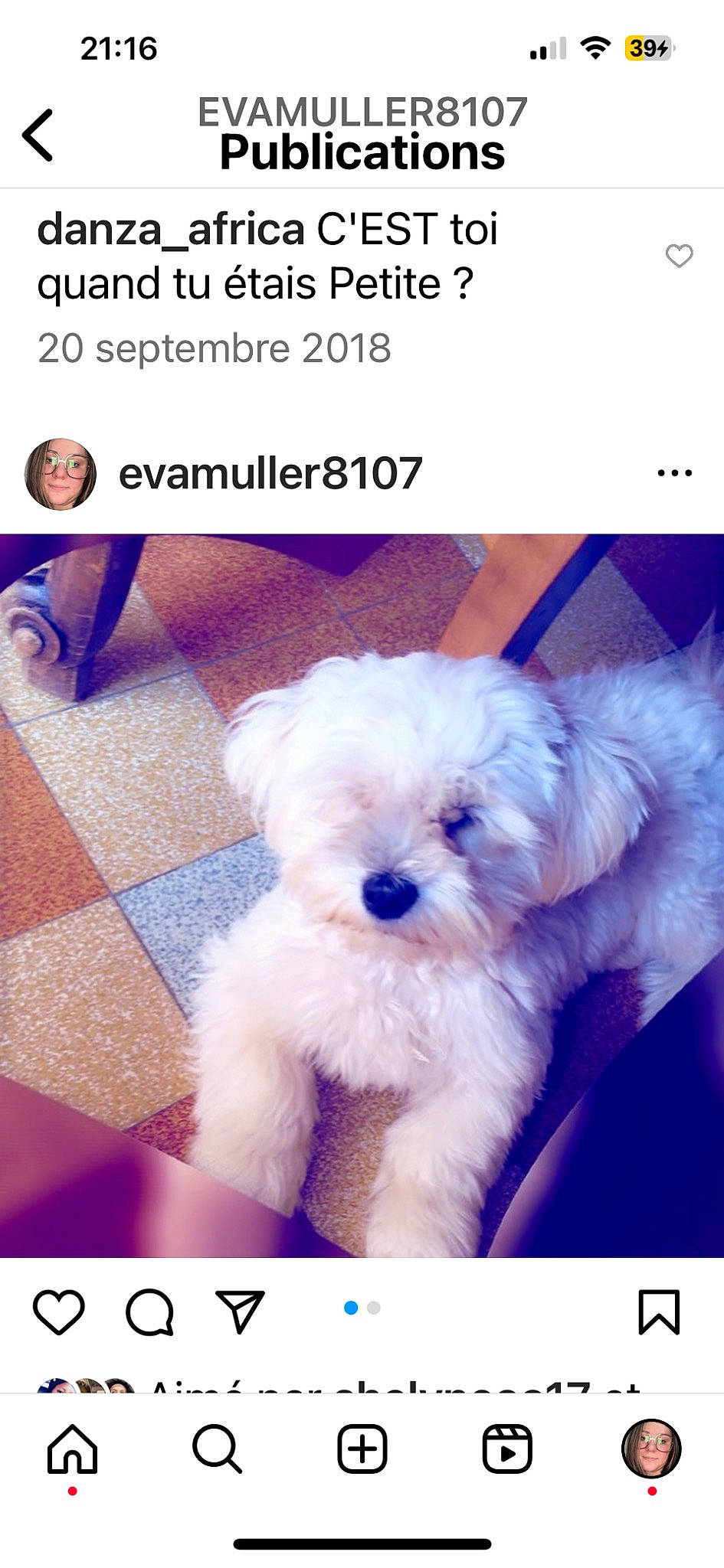 Nino participe au concours pour gagner de l'argent avec cette photo : canidae, carnivore, companion_dog, dog, dog_breed, electric_blue, font, happy, magenta, maltepoo, non_sporting_group, organism, photo_caption, photography, poodle, product, screenshot, sporting_group, toy_dog, water_dog