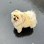 dog, pomeranian, fluffy, wet_pavement, outdoor, cute, small_dog, happy, looking_up, animal, pet, fur, adorable, standing, black_nose, bright_eyes, smiling, canine, playful, friendly