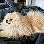 Mao participe au concours pour gagner de l'argent avec cette photo : dog, pomeranian, fluffy, bed, blanket, indoor, pet, animal, fur, canine, laying, resting, comfortable, cozy, cute, small_dog, domestic_animal, mammal, relaxed, light_brown