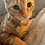 cat, orange_tabby, close_up, collar, pet_tag, whiskers, soft_blanket, cozy, indoor, feline, curious, fur, paw, resting, cute, domestic_cat, animal, young_cat, warm_light, relaxed