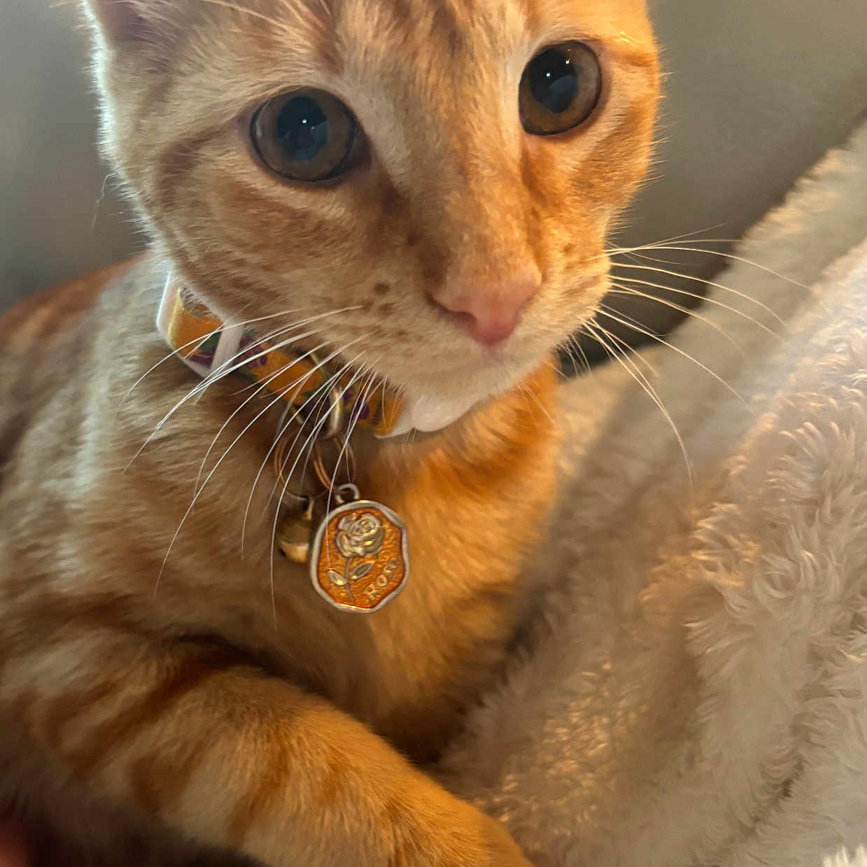 Pumpkin is registered to the contest to win money with this photo: animal, cat, close_up, collar, cozy, curious, cute, domestic_cat, feline, fur, indoor, orange_tabby, paw, pet_tag, relaxed, resting, soft_blanket, warm_light, whiskers, young_cat