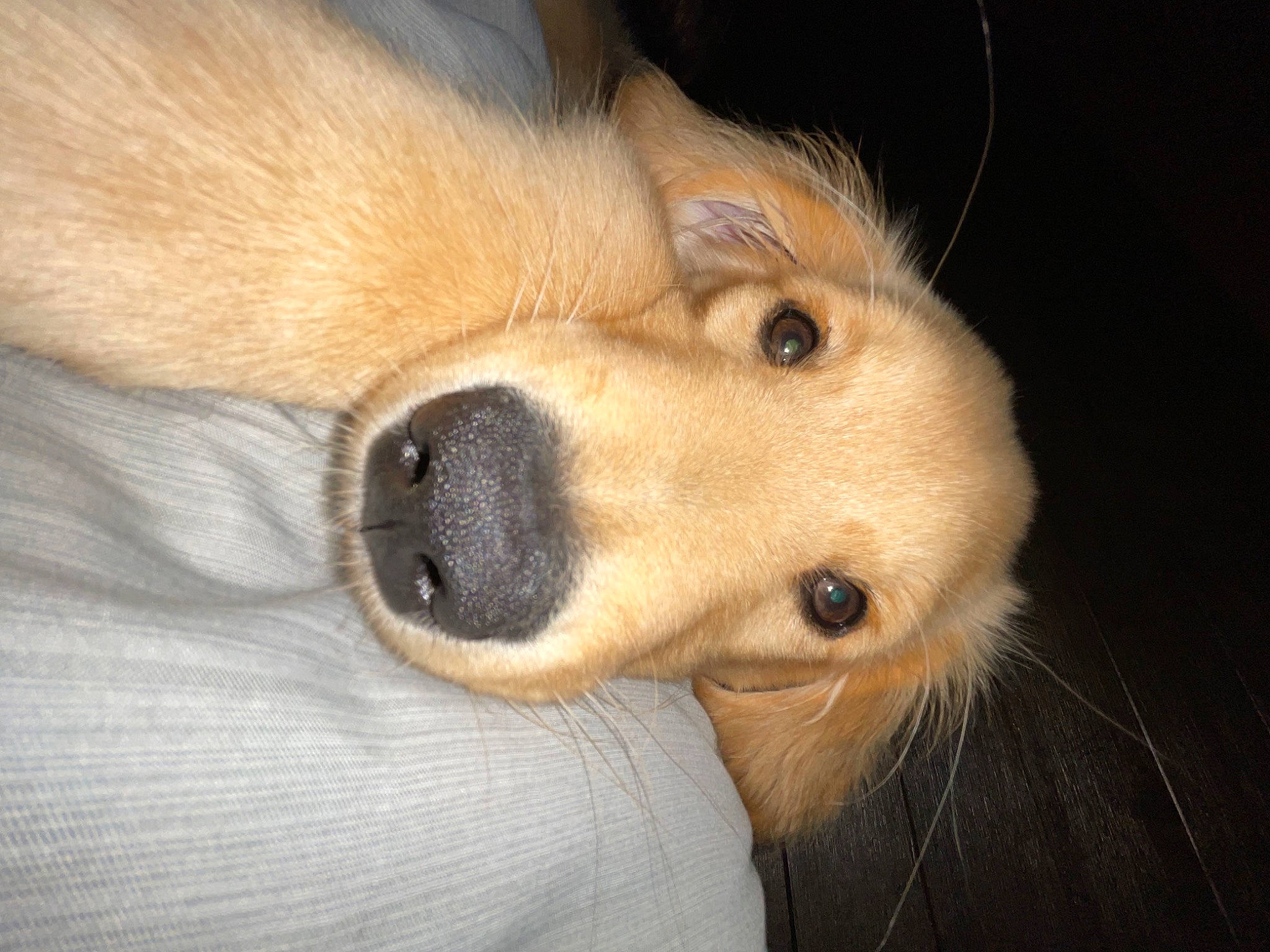 Butch joined the competition — help win amazing prizes! canidae, carnivore, comfort, companion_dog, dog, dog_breed, ear, fawn, fur, jaw, natural_material, paw, snout, sporting_group, terrestrial_animal, whiskers, wildlife, working_animal