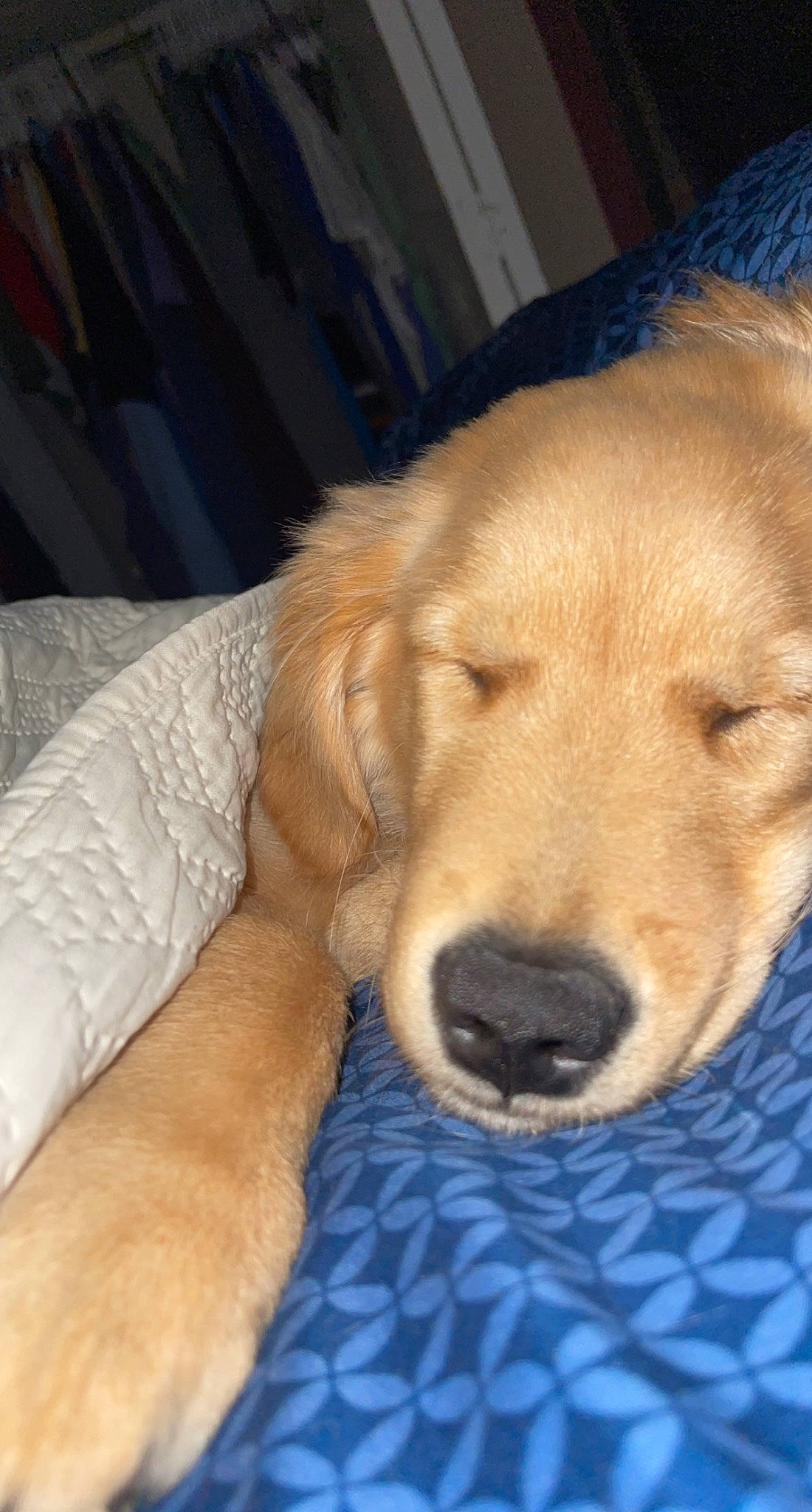 Butch is registered to the contest to win money with this photo: canidae, carnivore, comfort, companion_dog, dog, dog_breed, dog_supply, ear, fawn, fur, gun_dog, labrador_retriever, paw, puppy, retriever, snout, sporting_group, tail, whiskers, working_animal