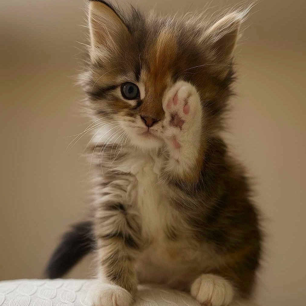 Kira participe au concours pour gagner de l'argent avec cette photo : adorable, animal, cat, closeup, curious, cute, domestic, feline, fluffy, fur, indoor, kitten, paw, pet, playful, sitting, small, soft, whiskers, young