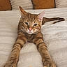 cat, tabby_cat, bed, blanket, pillow, stretching, orange_cat, indoor, cozy, relaxed, feline, pet, animal, whiskers, fur, cute, resting, soft, home, comfortable