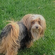 Milo is registered to the contest to win money with this photo: dog, grass, outdoor, pet, fur, animal, canine, nature, greenery, yard, curious, small_dog, long_hair, mammal, companion, standing, looking_back, playful, domestic_animal, friendly