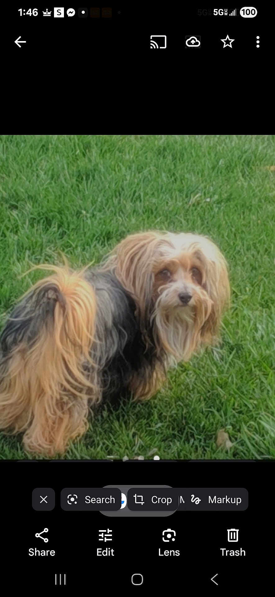 Milo is registered to the contest to win money with this photo: dog, grass, outdoor, pet, fur, animal, canine, nature, greenery, yard, curious, small_dog, long_hair, mammal, companion, standing, looking_back, playful, domestic_animal, friendly