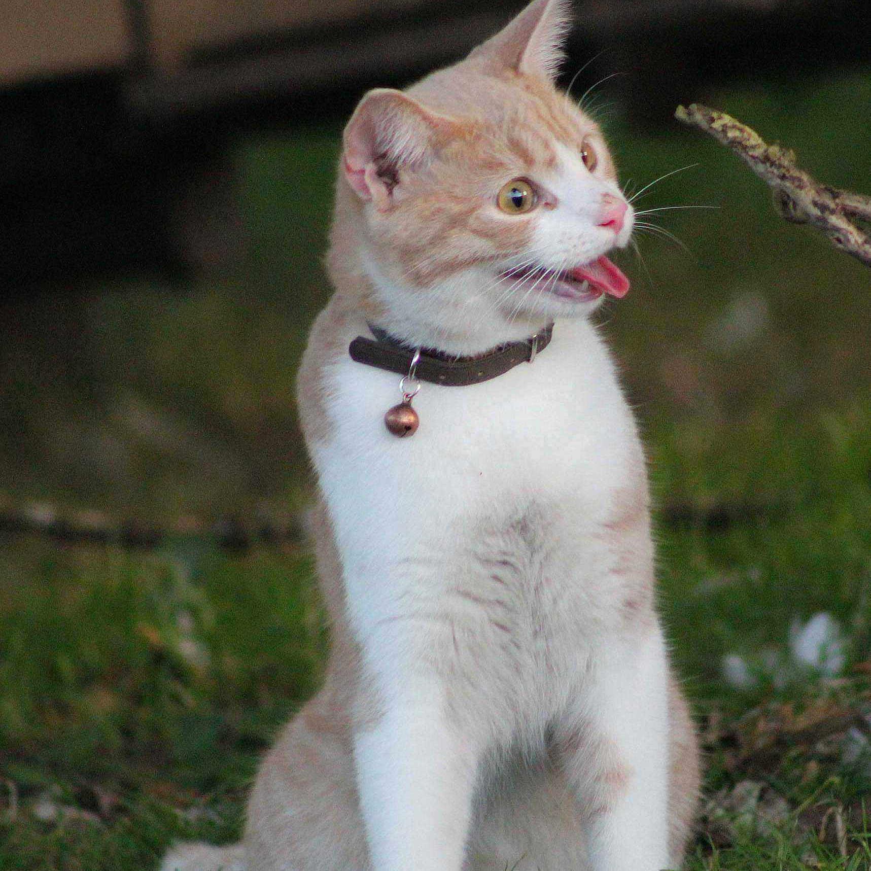 Murphy is registered to the contest to win money with this photo: