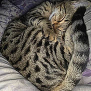 Babygirl is registered to the contest to win money with this photo: cat, tabby, sleeping, curled_up, tail, striped, feline, pet, cozy, resting, animal, cute, domestic_cat, fur, whiskers, bed, soft, relaxed, nap, indoor