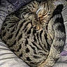 cat, tabby, sleeping, curled_up, tail, striped, feline, pet, cozy, resting, animal, cute, domestic_cat, fur, whiskers, bed, soft, relaxed, nap, indoor