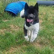 Osley participe au concours pour gagner de l'argent avec cette photo : dog, black_and_white_dog, outdoor, grass, yard, agility_course, tunnel, running, jumping, tongue_out, happy, playful, pet, animal, canine, portrait, front_view, standing, garden, daylight
