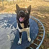 Osley a rejoint le concours — aidez-le/la à gagner de superbes lots ! dog, black_and_white, outdoor, trampoline, happy, panting, tongue, perked_ears, standing, pet, canine, yard, fence, dry_grass, sunny, rural, backyard, playful, animal, portrait