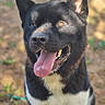 Osley a rejoint le concours — aidez-le/la à gagner de superbes lots ! dog, black_and_white, portrait, close_up, happy, smiling, tongue_out, open_mouth, upright_ears, shiny_coat, outdoor, nature, woodland, blurred_background, animal, pet, canine, front_facing, white_chest, playful