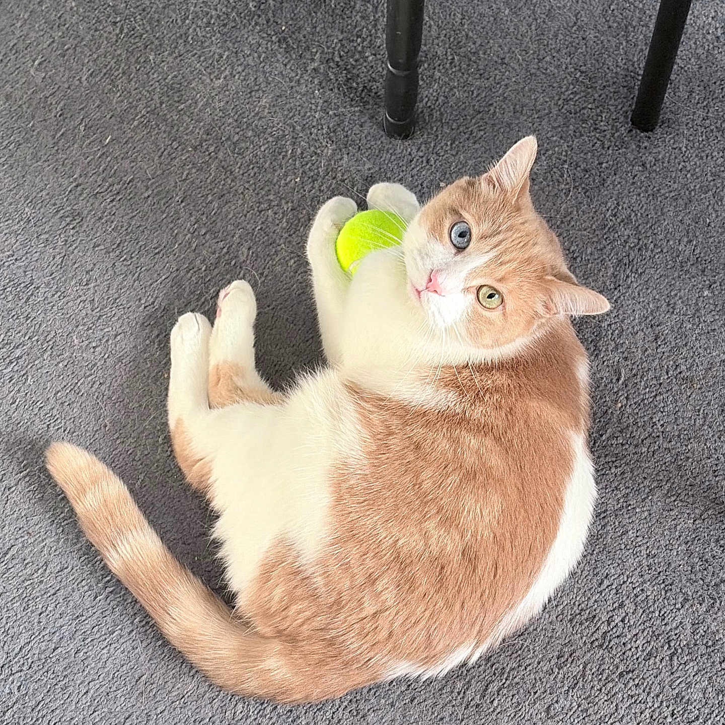 Milo joined the competition — help win amazing prizes! cat, orange_cat, white_cat, heterochromia, tennis_ball, carpet, indoor, pet, animal, cute, playful, feline, chair_legs, looking_up, clutching, resting, domestic_cat, curious, soft_fur, floor